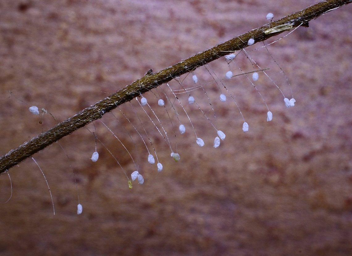 Lacewing eggs ( species unidentified) Observed in garden on a small dry tree branch. Australia,Geotagged,Summer