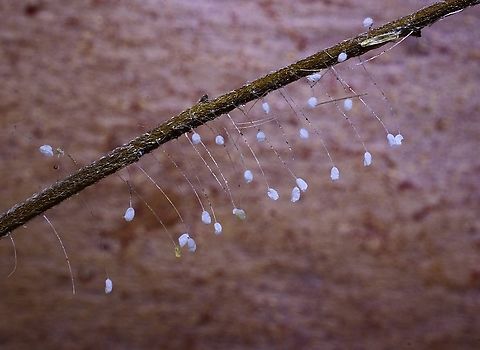 Lacewing eggs ( species unidentified) Observed in garden on a small dry tree branch. Australia,Geotagged,Summer