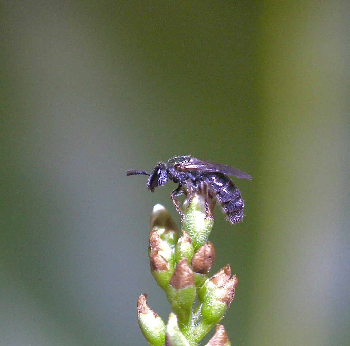 Deep-blue Sweat Bee Lasioglossum coeruleum Observed in garden . A tiny bee (2 mm)  Australia,Geotagged,Lasioglossum coeruleum,Summer