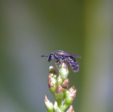Deep-blue Sweat Bee Lasioglossum coeruleum Observed in garden . A tiny bee (2 mm)  Australia,Geotagged,Lasioglossum coeruleum,Summer