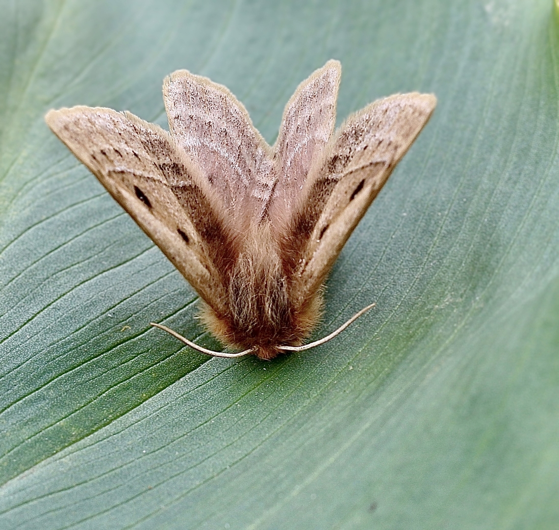 Eyespot Anthelid Moth - Anthela ocellata Defensive posture after being disturbed.Looking more impressive that way.<br />
Attracted to UV light. Anthela ocellata,Australia,Eyespot Anthelid,Geotagged,Spring