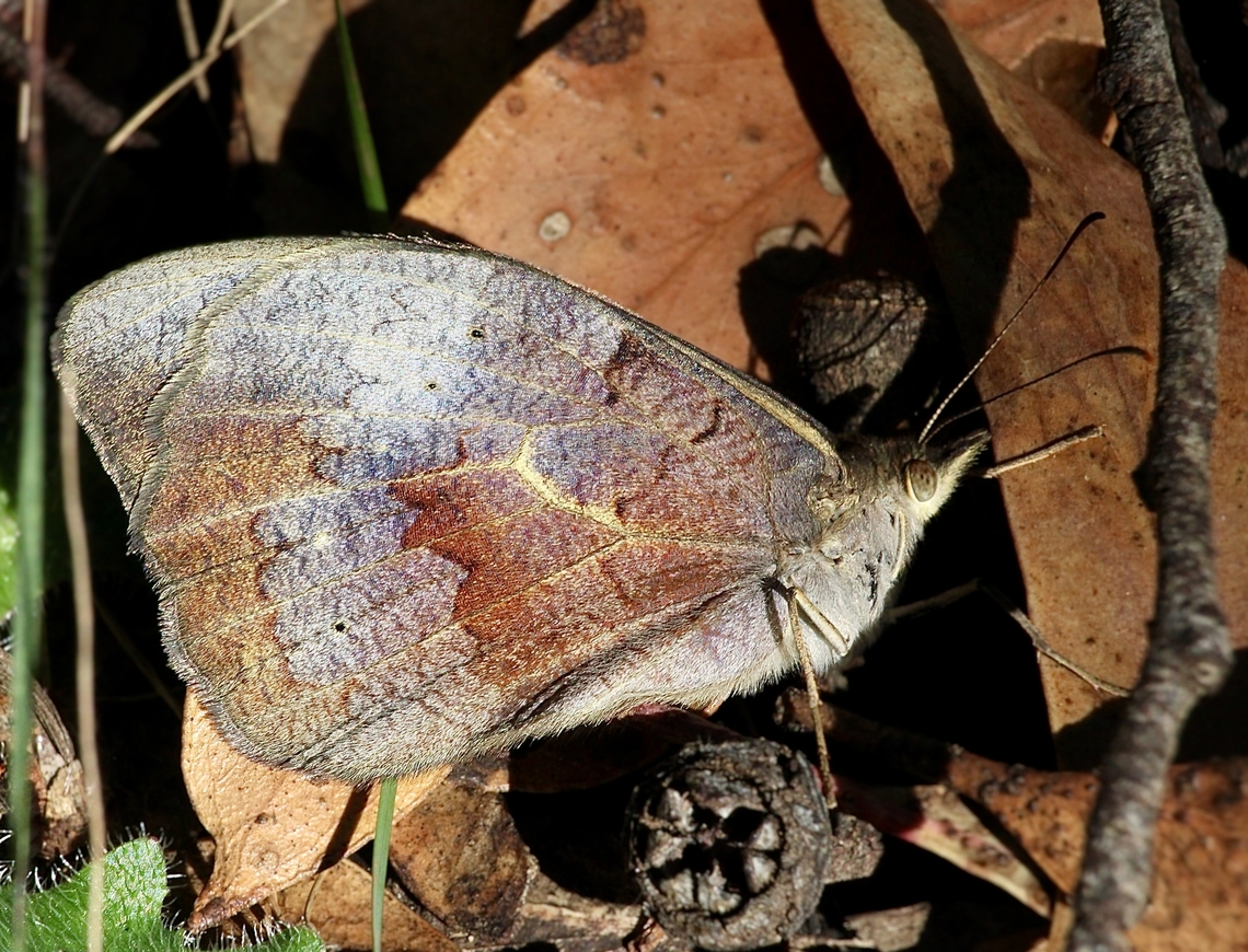 Common Brown - Heteronympha merope Blends in well with the surrounding leave litter. Australia,Common Brown,Geotagged,Heteronympha merope,Summer