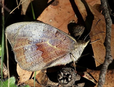 Common Brown - Heteronympha merope Blends in well with the surrounding leave litter. Australia,Common Brown,Geotagged,Heteronympha merope,Summer