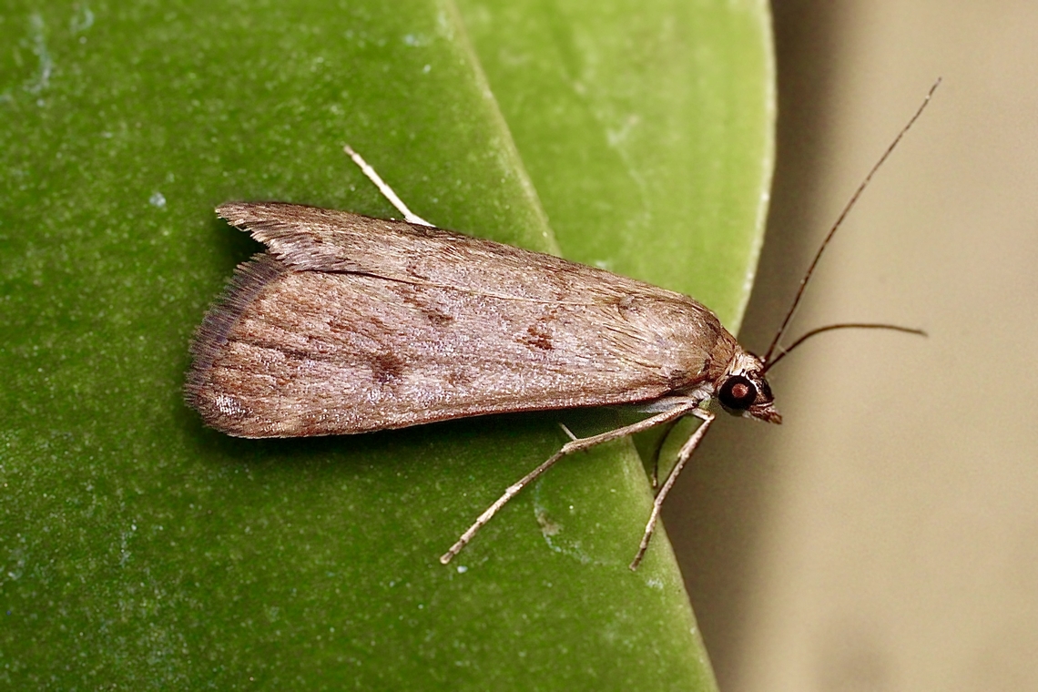 Orange Naked Pearl - Achyra nudalis Attracted to UV light. Achyra nudalis,Australia,Geotagged,Summer