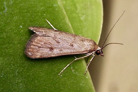 Orange Naked Pearl - Achyra nudalis Attracted to UV light. Achyra nudalis,Australia,Geotagged,Summer