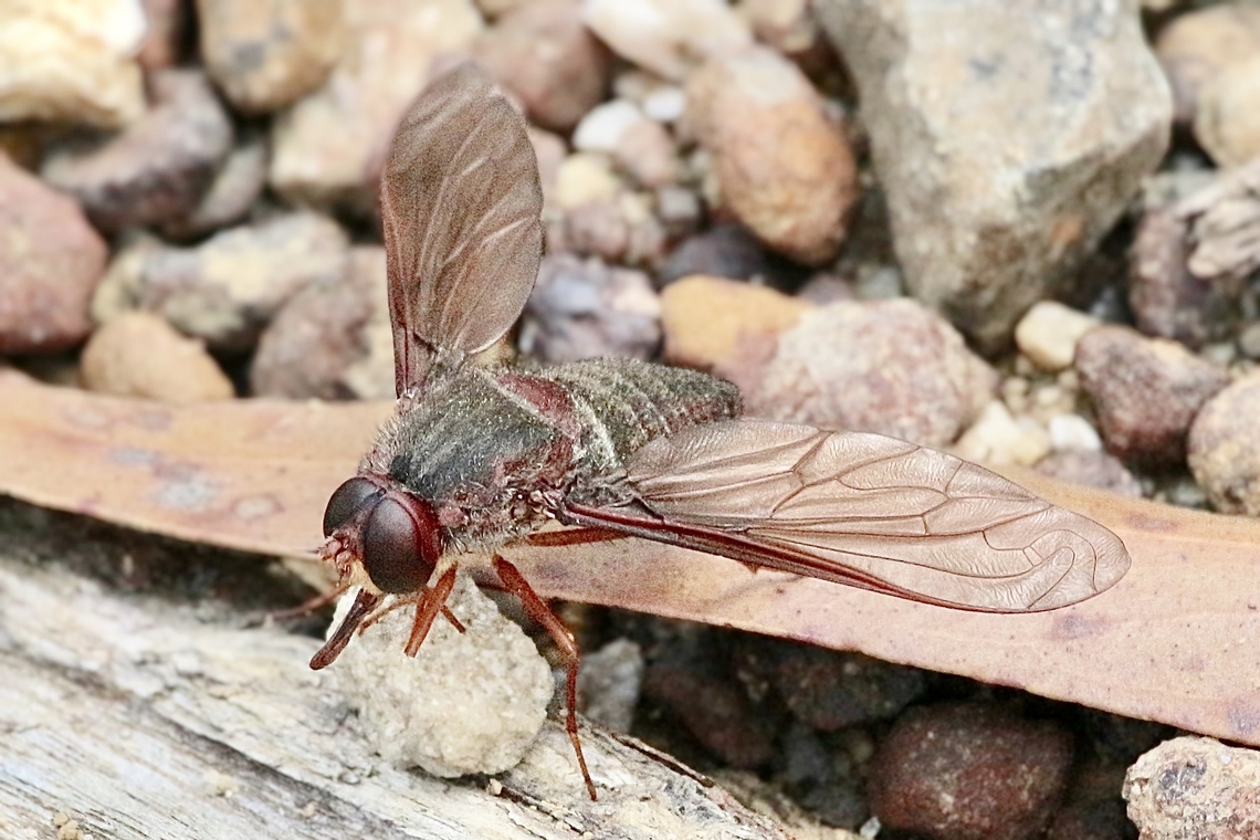 Bee fly - Comptosia insignis  Australia,Comptosia insignis,Geotagged,Spring