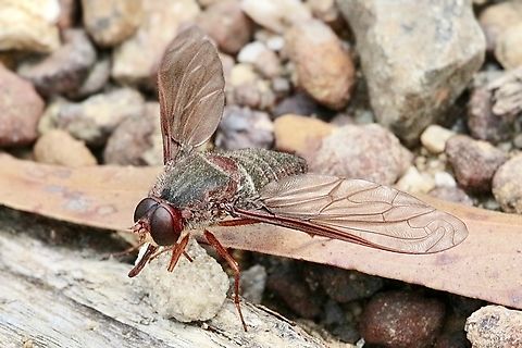 Bee fly - Comptosia insignis  Australia,Comptosia insignis,Geotagged,Spring