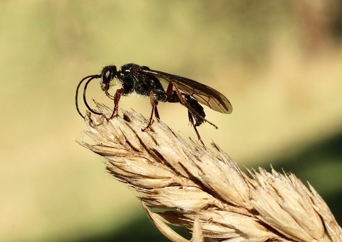 Spider wasp species -  Genus Priocnemis  Australia,Fall,Geotagged