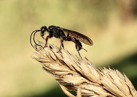 Spider wasp species -  Genus Priocnemis  Australia,Fall,Geotagged