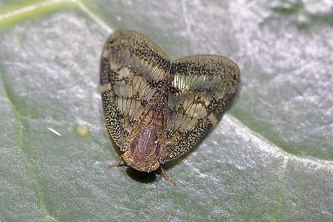 Passionvine Hopper - Scolypopa australis Observed in garden. Australia,Geotagged,Passionvine hopper,Scolypopa australis,Summer