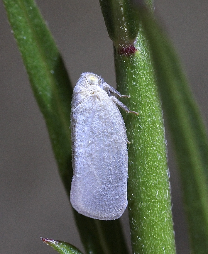 Grey Planthopper Anzora unicolor Observed in garden  Anzora unicolor,Australia,Geotagged,Summer