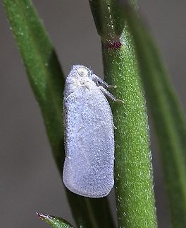 Grey Planthopper Anzora unicolor Observed in garden  Anzora unicolor,Australia,Geotagged,Summer
