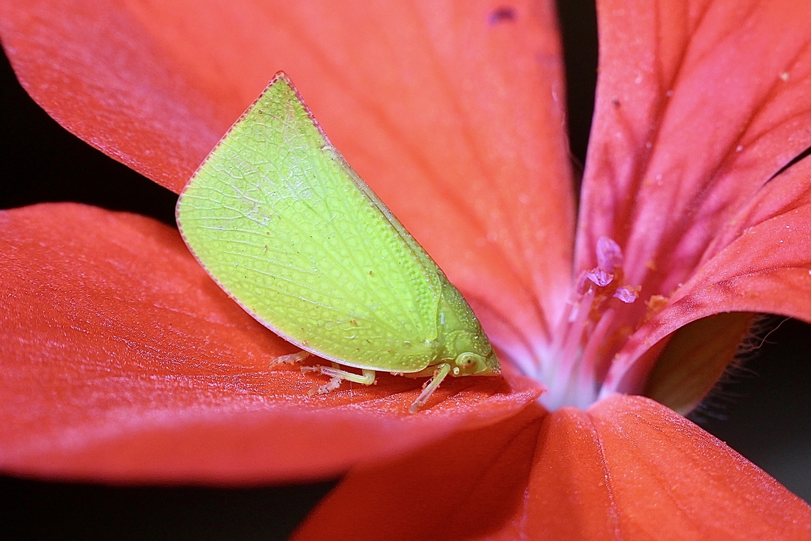 Torpedo bug- Siphanta acuta Observed in our garden. Australia,Geotagged,Siphanta acuta,Summer,Torpedo bug