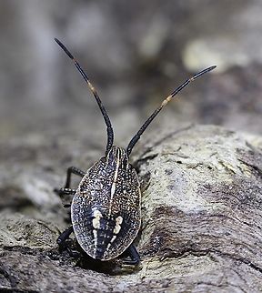 Brown Shield Bug - Poecilometis strigatus  Australia,Brown Shield Bug,Geotagged,Poecilometis strigatus,Summer