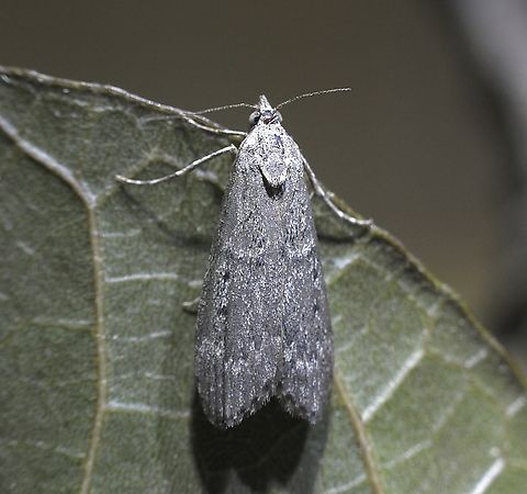 Heteromicta pachytera  Australia,Geotagged,Heteromicta pachytera,Summer