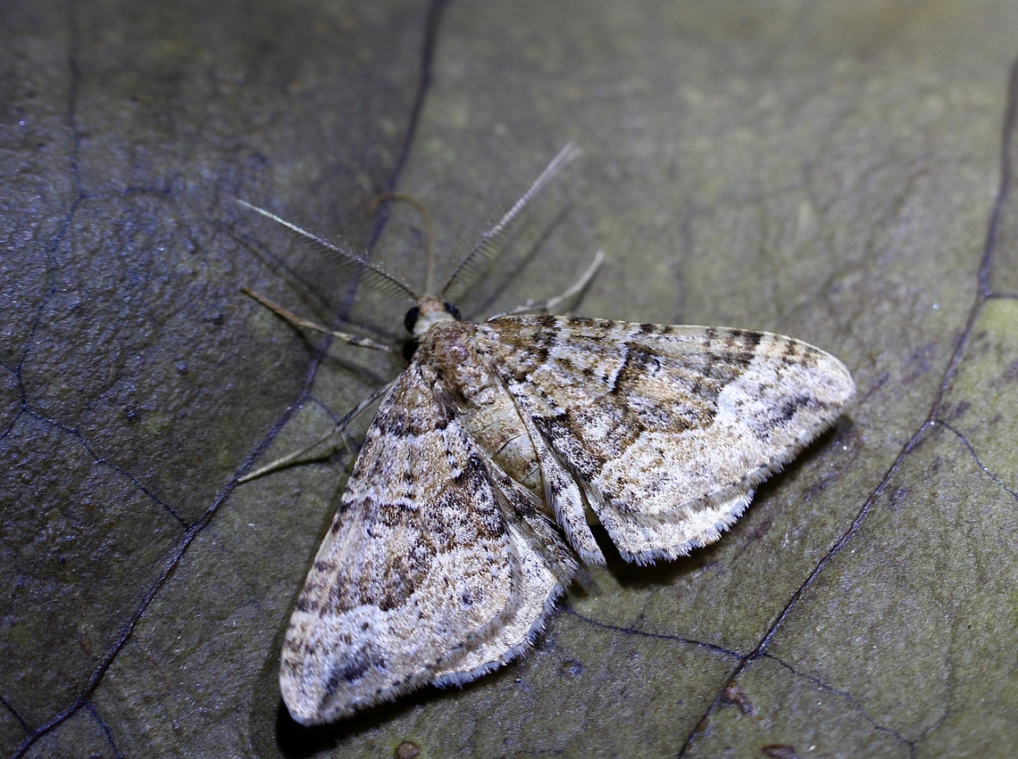 Clover Moth - Epyaxa sodaliata Attracted to UV light. Clover Moth,Epyaxa sodaliata