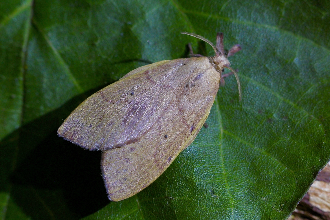 Snout moth - Pararguda crenulata Attracted to UV light. Australia,Geotagged,Pararguda crenulata,Summer