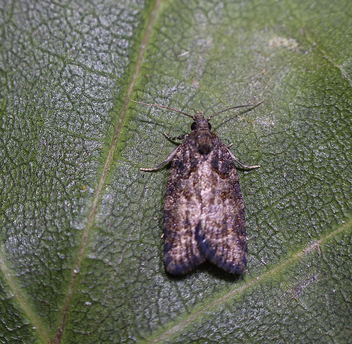 Capua intractana Attracted to UV light. Australia,Capua intractana,Geotagged,Summer