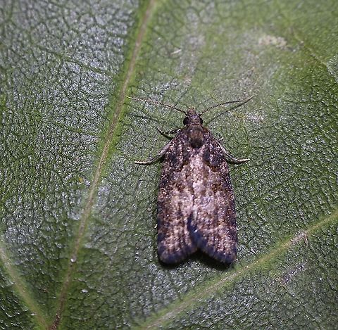 Capua intractana Attracted to UV light. Australia,Capua intractana,Geotagged,Summer