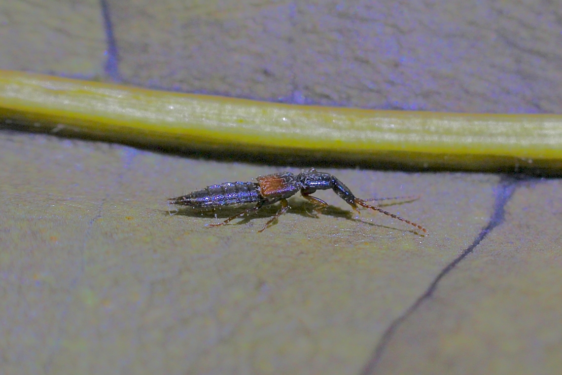 Rove Beetle in Genus - Lathrobium Attracted to UV light.<br />
 Australia,Geotagged,Lathrobium armatum,Summer