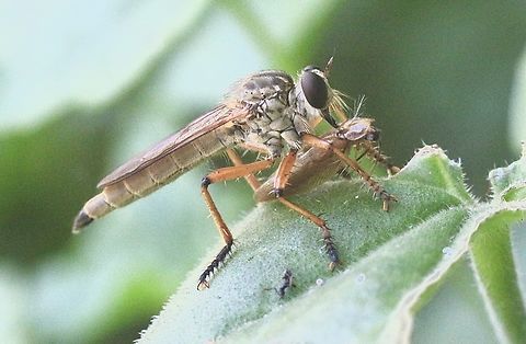 Robber fly species - Zosteria fulvipubescens  Australia,Geotagged,Summer,Zosteria fulvipubescens