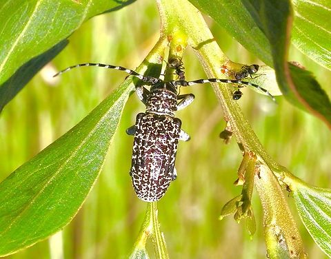 Longicorn beetle - Genus Rhytiphora  Australia,Geotagged,Summer