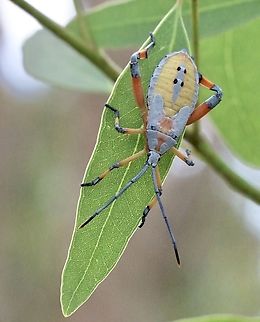 Common gum-tree bug - Amorbus robustus  Amorbus robustus,Australia,Common gum-tree bug,Geotagged,Summer