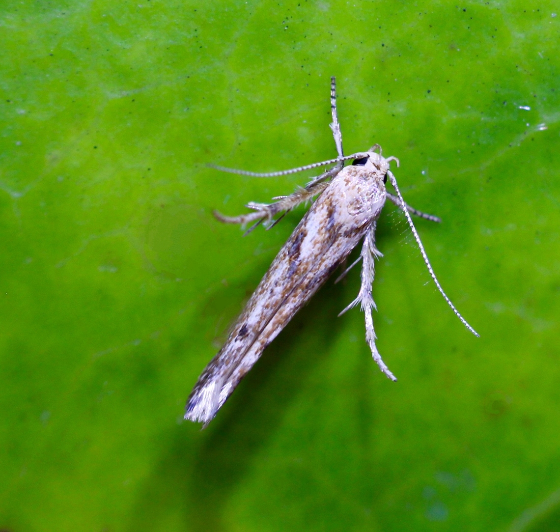 Unidentified Curved-horn Moth Attracted to UV light. Body approximately 6 mm ,wingspan estimated at estimated at 12mm to 14 mm Australia,Geotagged,Summer