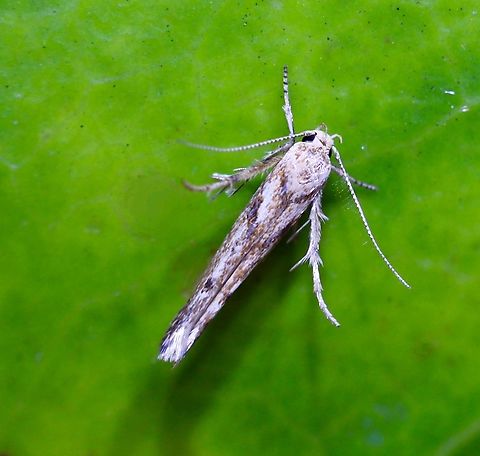 Unidentified Curved-horn Moth Attracted to UV light. Body approximately 6 mm ,wingspan estimated at estimated at 12mm to 14 mm Australia,Geotagged,Summer