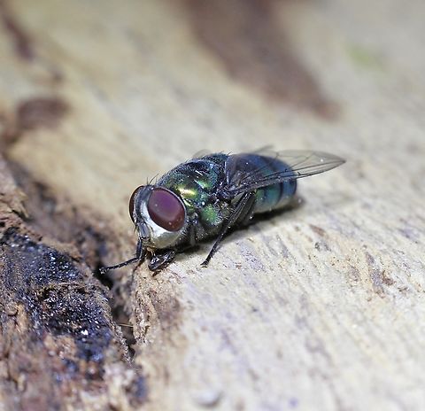 Hairy Maggot Blow Fly - Chrysomya rufifacies  Australia,Chrysomya rufifacies,Geotagged,Summer