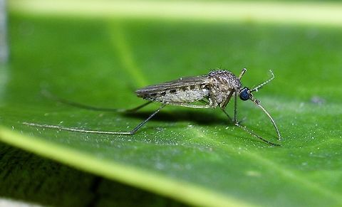 Mosquito in sub family Culicinae  Australia,Geotagged,Summer