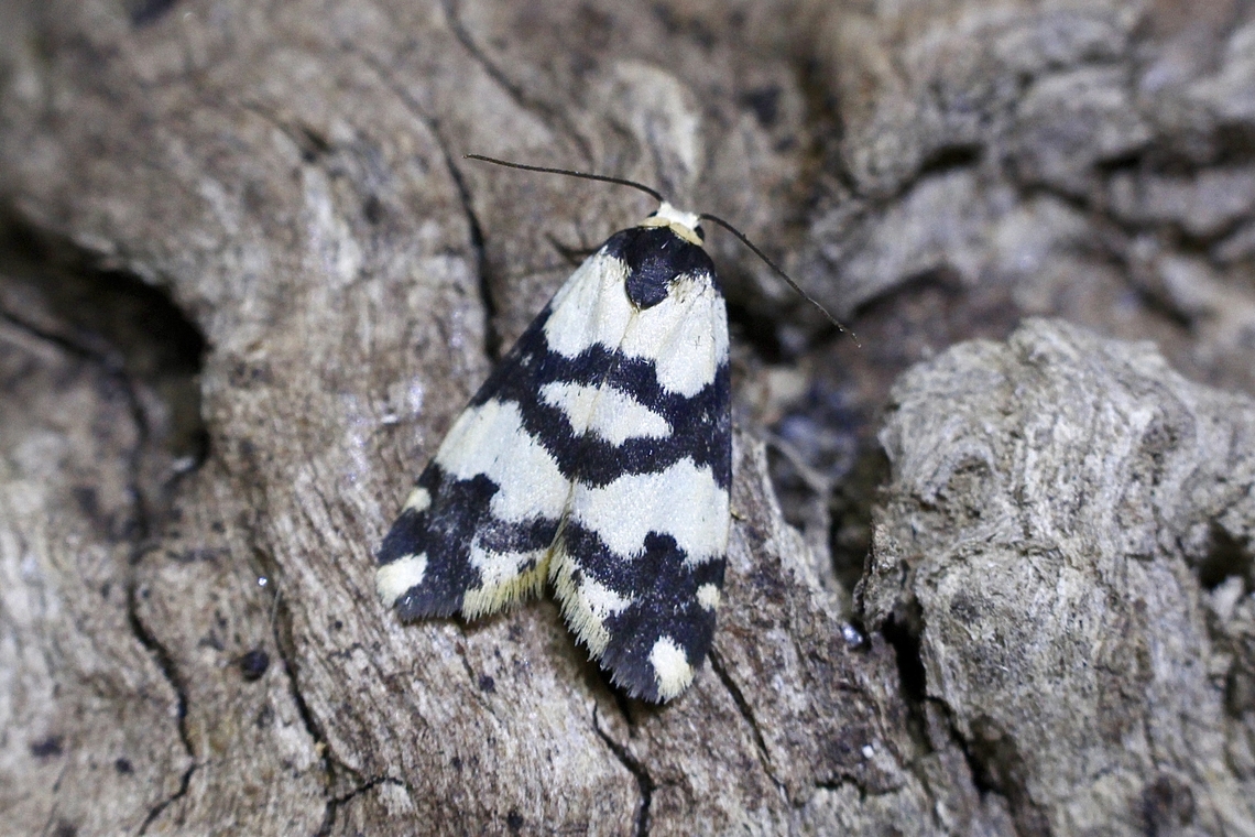 Crossed Footman - Thallarcha albicollis Attracted to UV light. Australia,Geotagged,Summer,Thallarcha albicollis