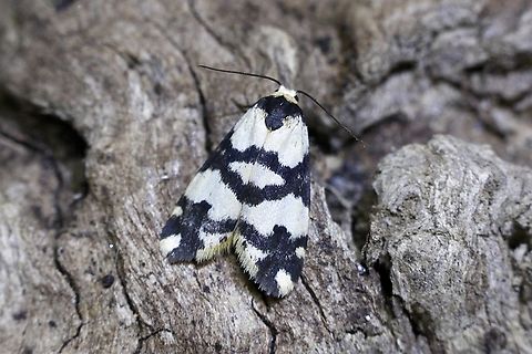 Crossed Footman - Thallarcha albicollis Attracted to UV light. Australia,Geotagged,Summer,Thallarcha albicollis