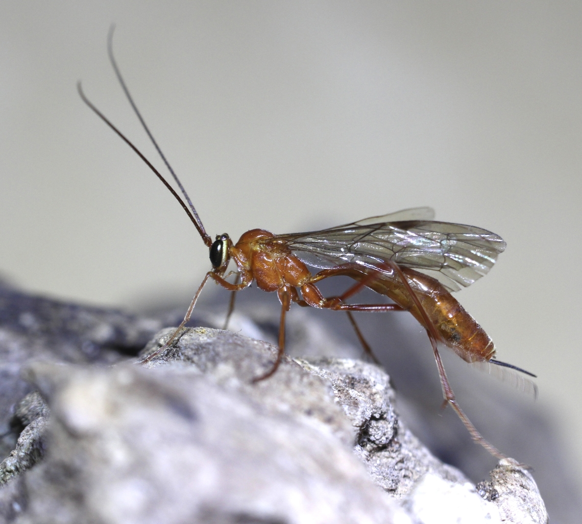 Orange caterpillar parasite wasp - Netelia producta Attracted to UV light. Australia,Geotagged,Netelia producta,Summer