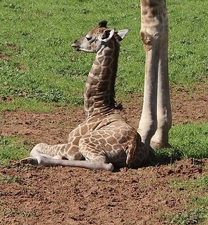 Reticulated giraffe - Giraffa reticulata Zoo photography- baby giraffe at Monaro animal park Sa Au.  Australia,Geotagged,Giraffa camelopardalis reticulata,Giraffa reticulata,Reticulated Giraffe,Reticulated giraffe,Spring