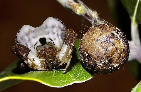 Bird dropping spider - Celaenia excavata With her egg capsule  Australia,Celaenia excavata,Geotagged,Summer