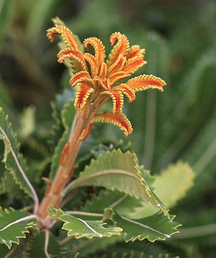 Swamp Banksia - Banksia rubor Colourful new leaves. Australia,Banksia robur,Geotagged,Summer,Swamp banksia