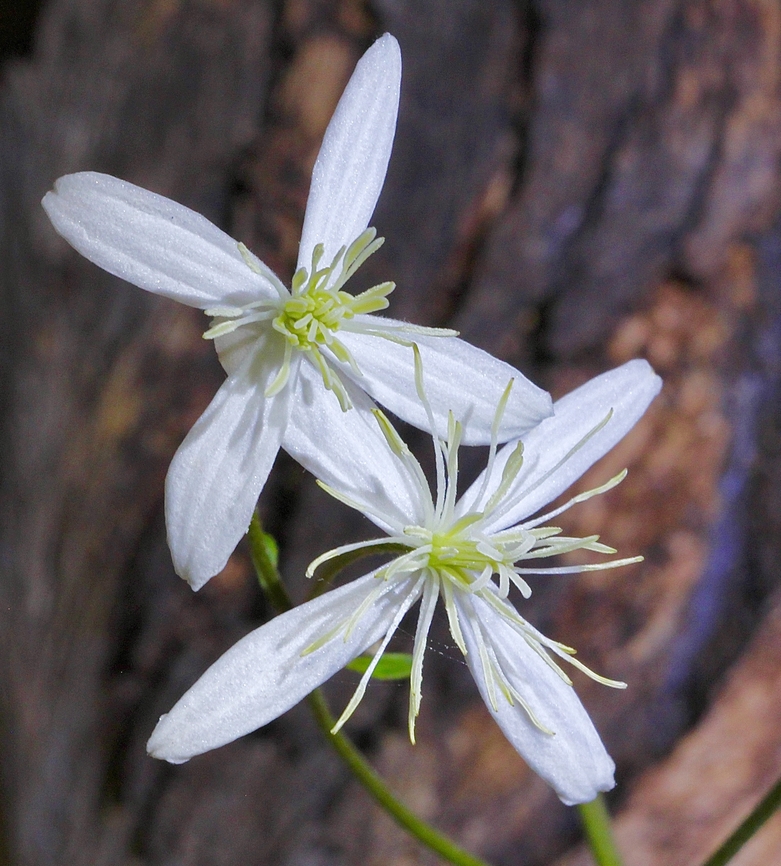 Sweet Autumn Virginsbower - Clematis terniflora Introduced in Australia. Australia,Clematis terniflora,Geotagged,Summer,Sweet Autumn Virginsbower