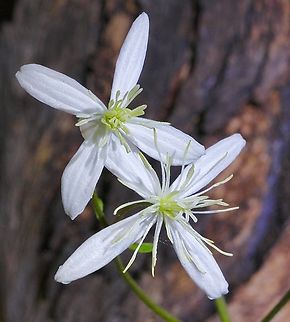 Sweet Autumn Virginsbower - Clematis terniflora Introduced in Australia. Australia,Clematis terniflora,Geotagged,Summer,Sweet Autumn Virginsbower