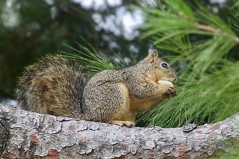 Eastern Fox Squirrel - Sciurus niger  Fall,Fox squirrel,Geotagged,Sciurus niger,United States