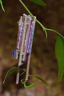 Common Case Moth - Clania ignobilis Found on Eucalyptus tree. Australia,Clania ignobilis,Common Case Moth,Geotagged,Summer