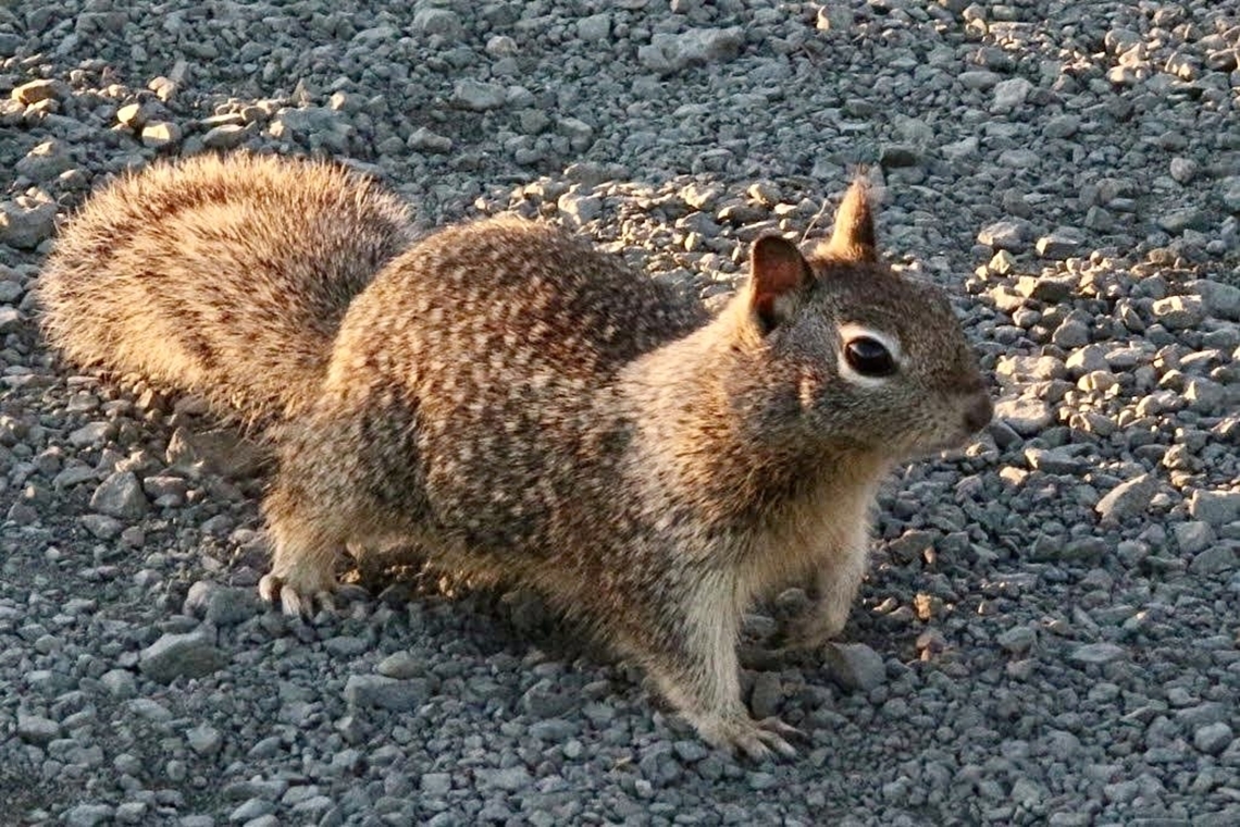 California Ground Squirrel - Otospermophilus beecheyi  California ground squirrel,Fall,Geotagged,Otospermophilus beecheyi,United States