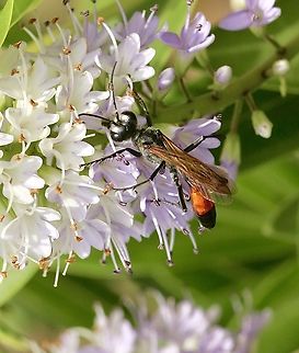 Tyde's Sand Wasp - Podalonia tydei  Australia,Geotagged,Podalonia tydei,Spring,Tyde's Sand Wasp