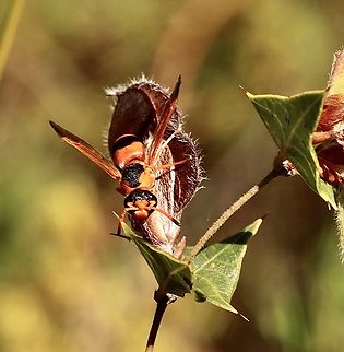 Australian hornet - Abispa ephippium)  Abispa ephippium,Australia,Australian hornet,Geotagged,Spring