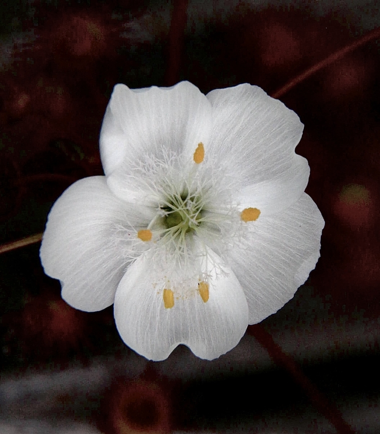 Scented Sundew - Drosera aberrans  Australia,Drosera aberrans,Geotagged,Scented Sundew,Winter