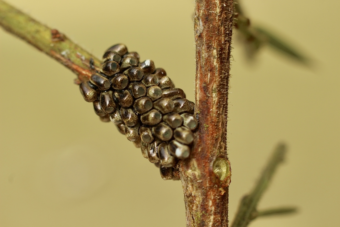Eggs from moth ,Genus Ptilomacra  Australia,Geotagged,Spring