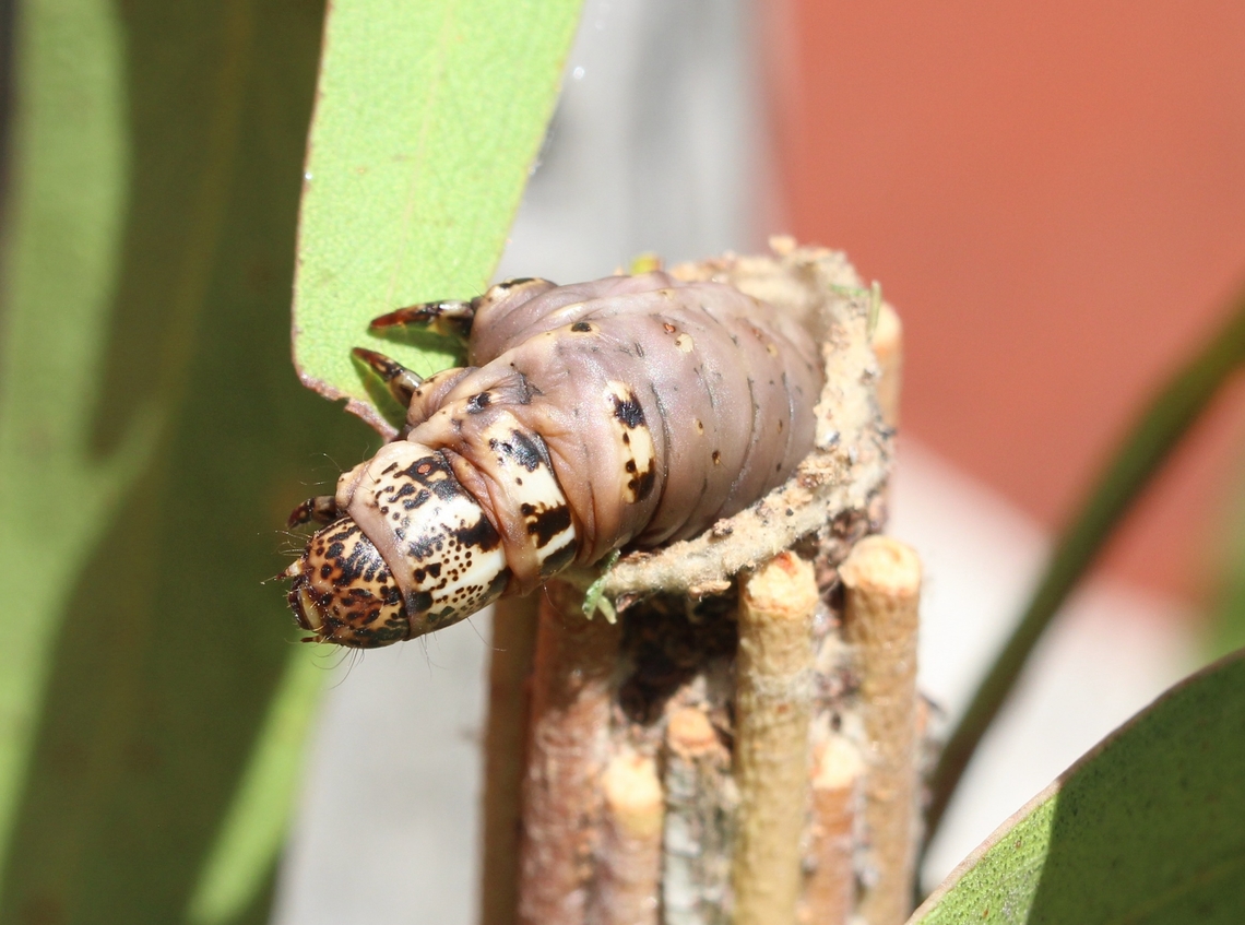 Common Case Moth - Clania ignobilis Emerged from its shelter and searching for fresh eucalyptus leaves. Australia,Clania ignobilis,Common Case Moth,Geotagged,Summer