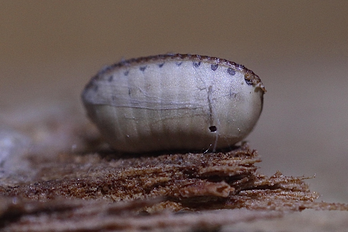 Ootheca from a unidentified Australian native cockroach The very small hole could be from a parasitic wasp or it was made when the your roaches emerged. The Ootheca was found under eucalyptus bark and was no more then 3 mm in size. Australia,Geotagged,Summer