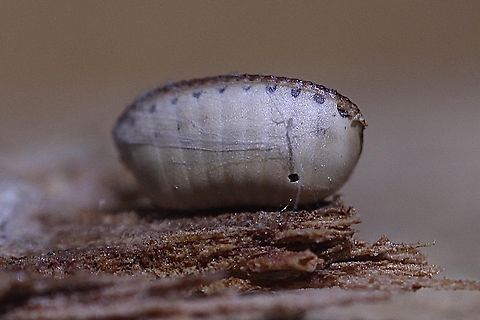 Ootheca from a unidentified Australian native cockroach The very small hole could be from a parasitic wasp or it was made when the your roaches emerged. The Ootheca was found under eucalyptus bark and was no more then 3 mm in size. Australia,Geotagged,Summer