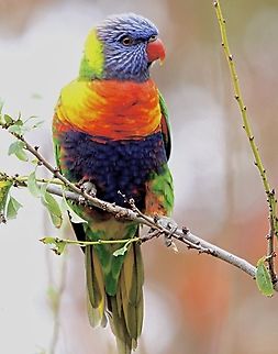 Rainbow lorikeet - Trichoglossus moluccanus  Australia,Fall,Geotagged,Rainbow lorikeet,Trichoglossus moluccanus